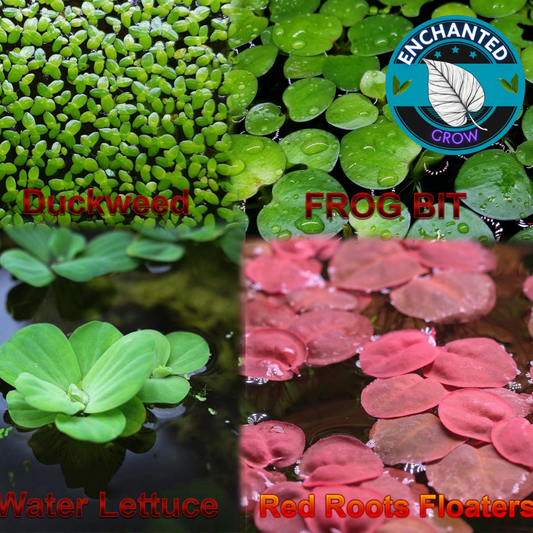 Live Aquarium Floating Plant Starter Pack/Bundle-4 species of Floaters included!