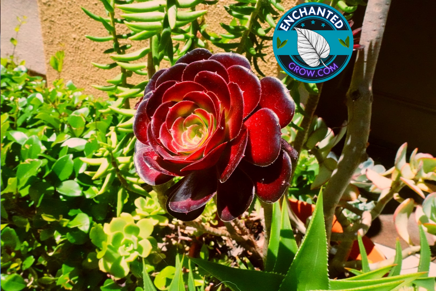 Aeonium Arboreum (Black Rose) Easy Drought Tolerant Succulent (Medium)