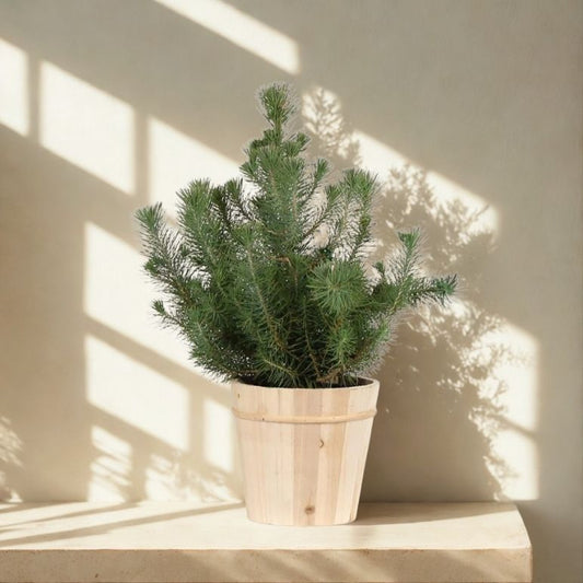 6in Italian Stone Pine