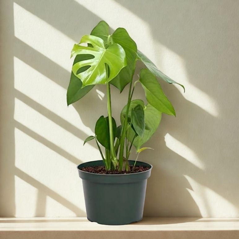 6 in Philo Monstera