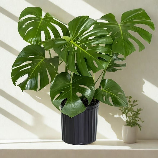 10 in Philo Monstera
