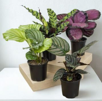 4" Calathea – Premium Decorative Foliage Houseplant