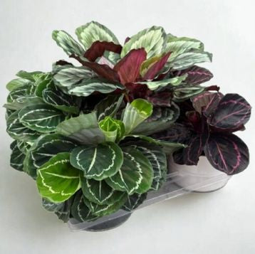6" Calathea – Decorative Foliage Houseplant