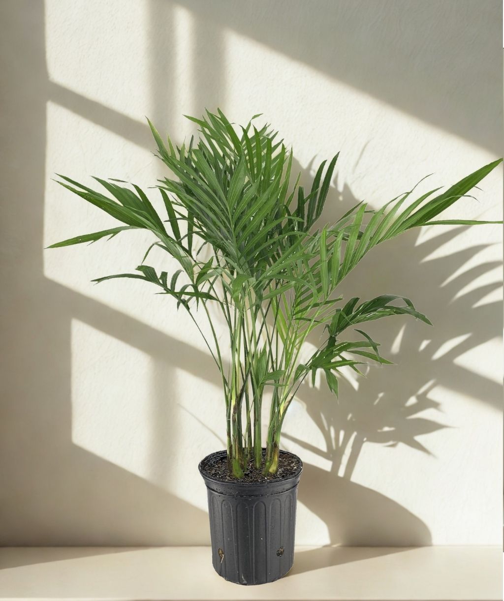 8 in Palm Cataractarum