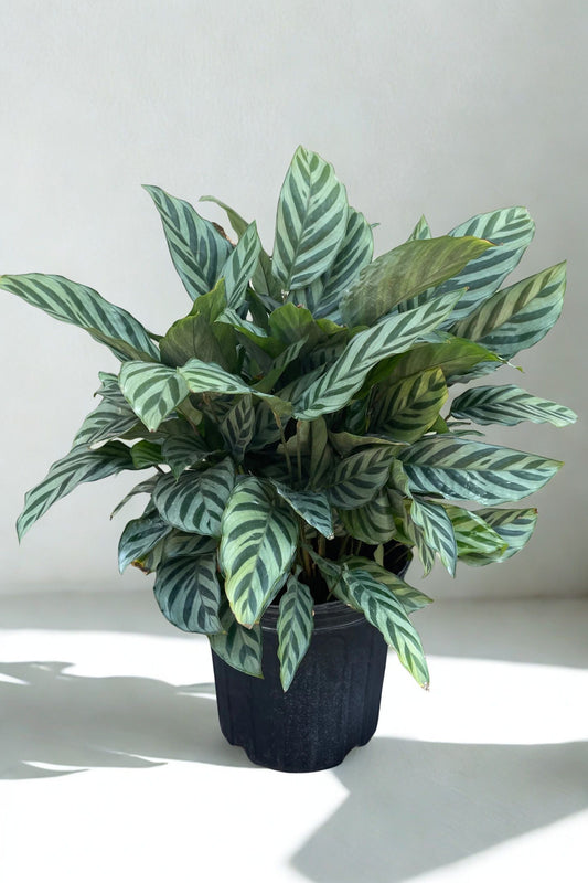8" Calathea – Large Decorative Foliage Houseplant