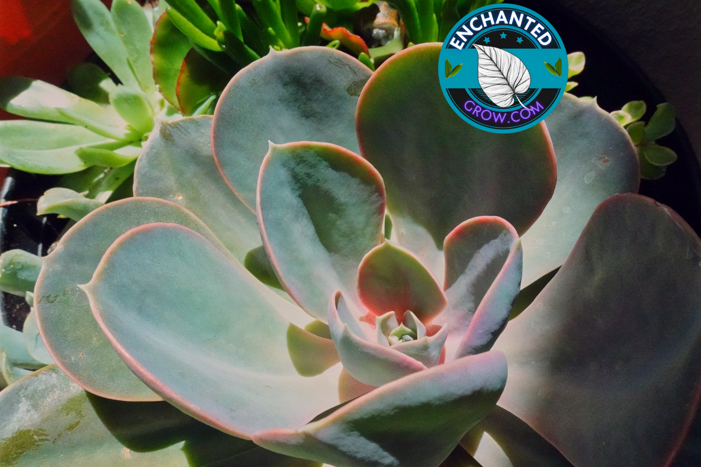 Echeveria 'Dusty Rose' Easy Drought Tolerant Succulent for arrangements