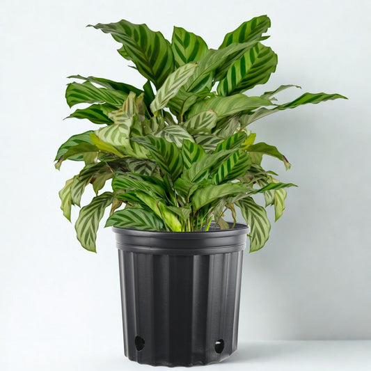 10" Calathea – Assorted Decorative Foliage Houseplants