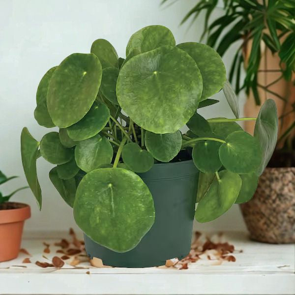 6 in Pilea Peperomioides