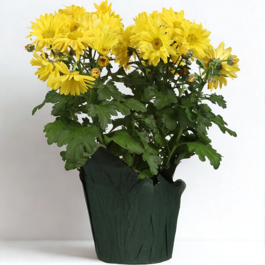 6" Chrysanthemum – Flowering Ornamental Plant