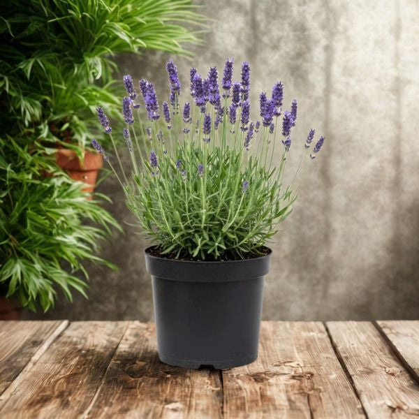 6 in Lavender