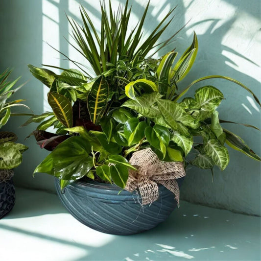 13 in planted dish garden