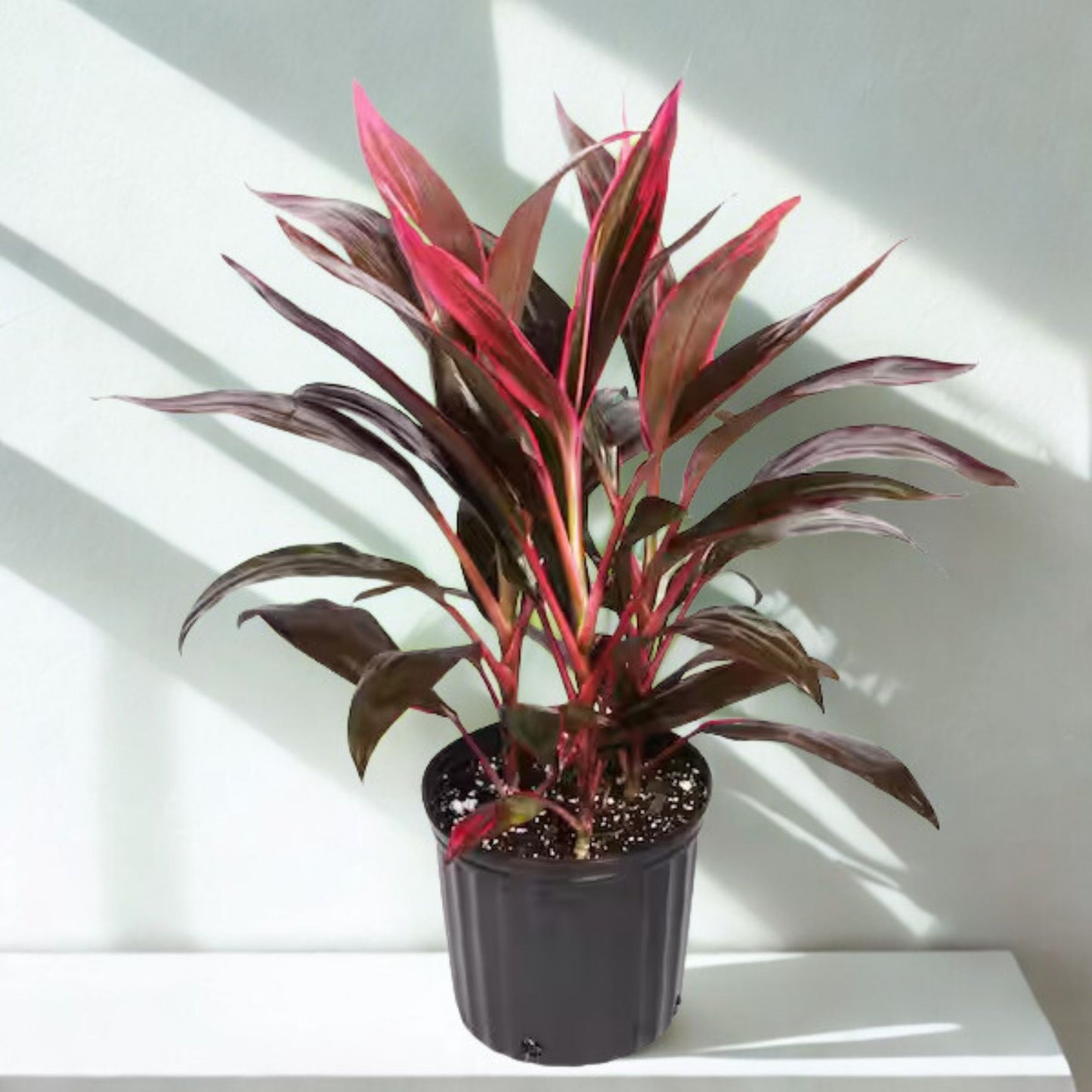 10" Cordyline – Assorted Tropical Foliage Houseplants