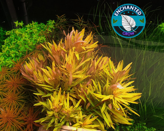 Nesaea Pedicellata (Golden) Bunch Live Aquarium Plants