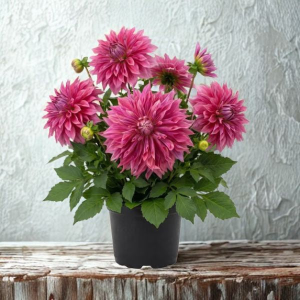4 in Dahlia