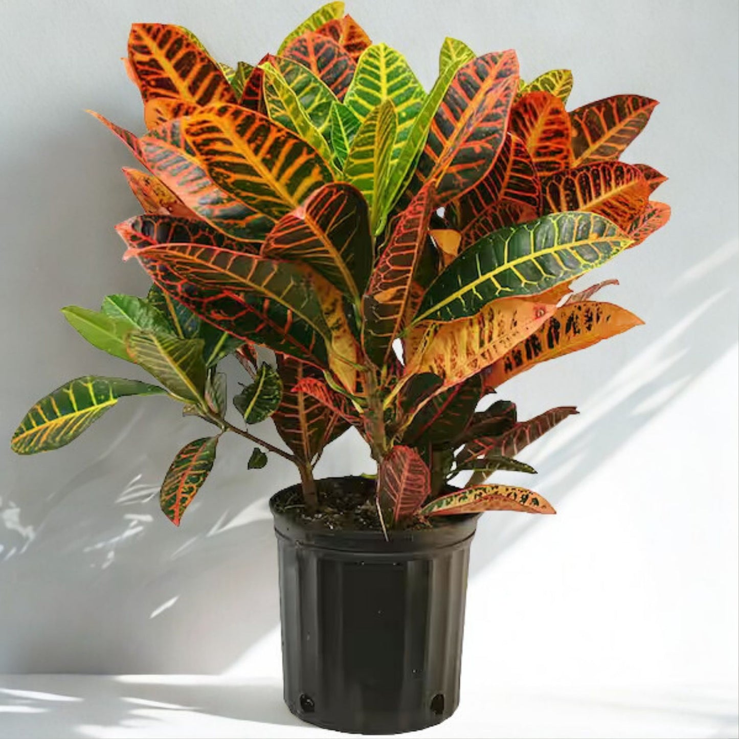 10" Croton – Colorful Tropical Foliage Houseplant