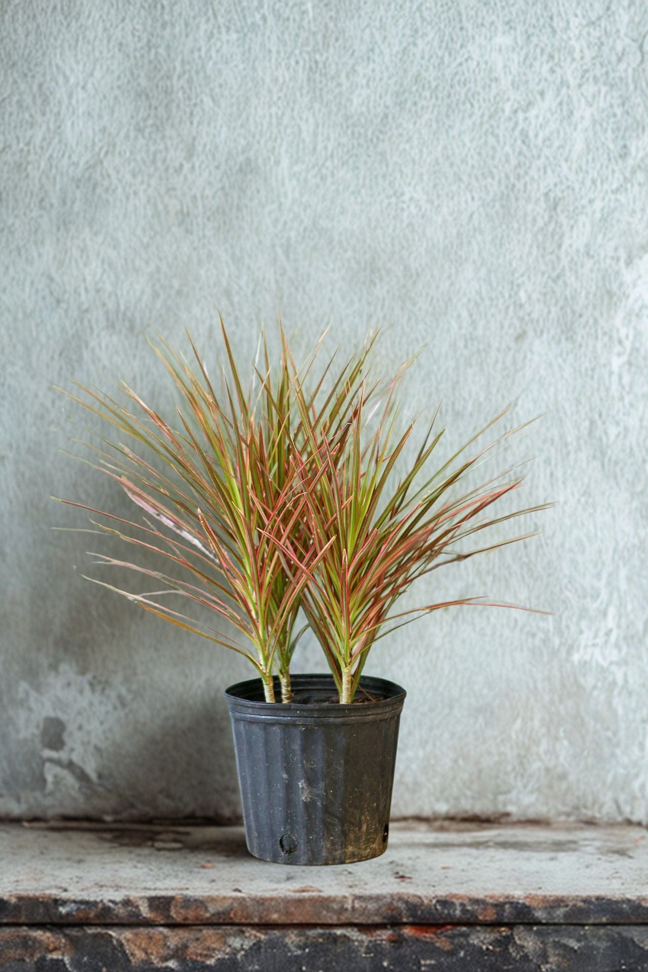 10 in Colorama Tips (Dracaena)