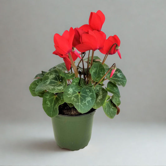 4" Cyclamen – Random Assorted Flowering Houseplant