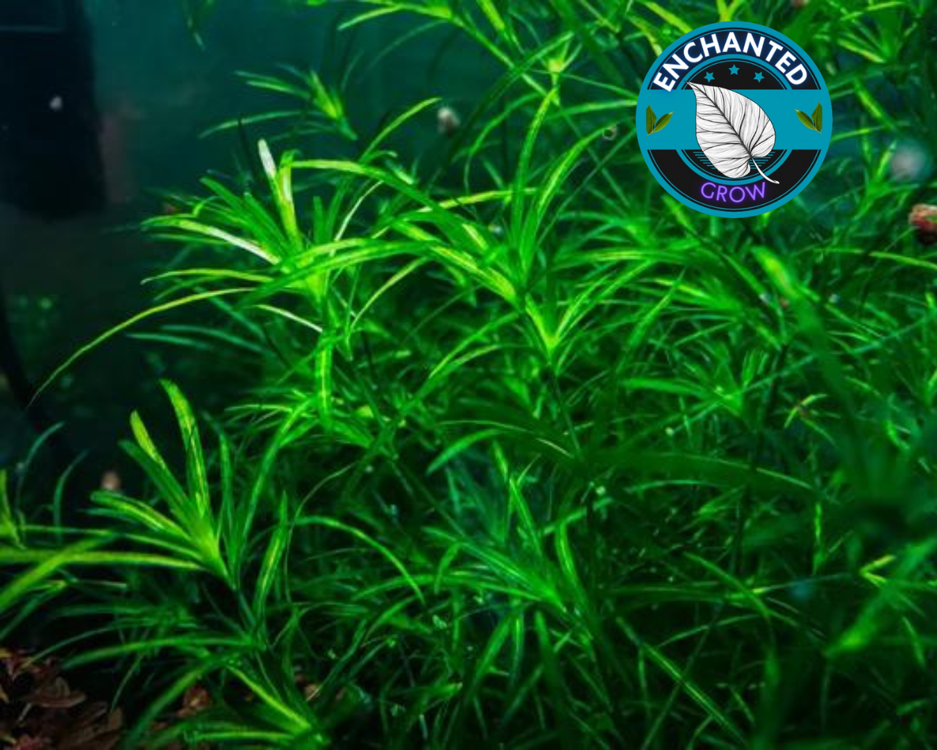 Guppy Grass Najas Indica