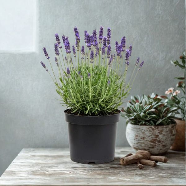 4 in Lavender