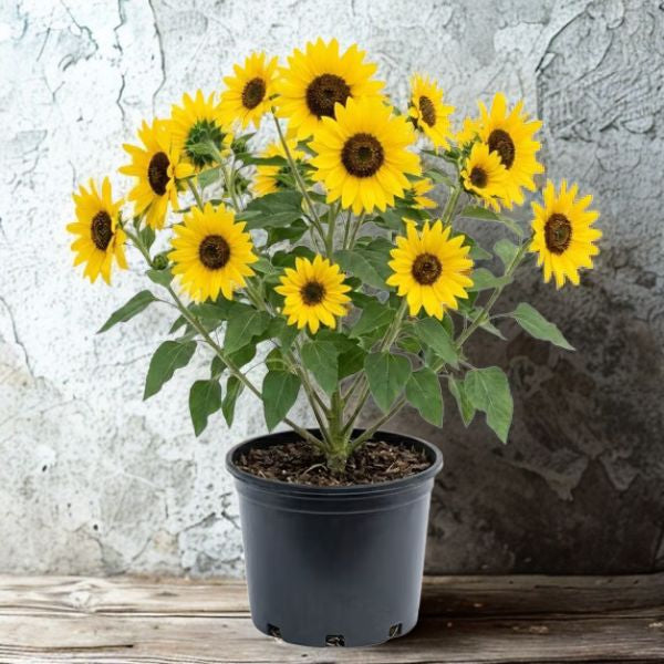 6 in Sunflower