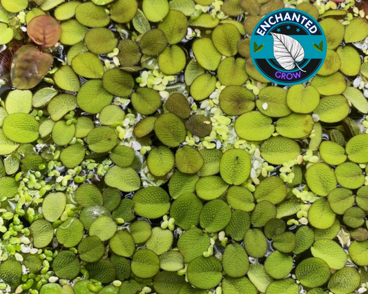 Salvinia Minima Water Spangles