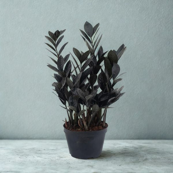 6 in Black ZZ Plant