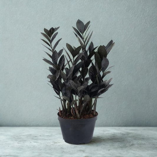 6 in Black ZZ Plant
