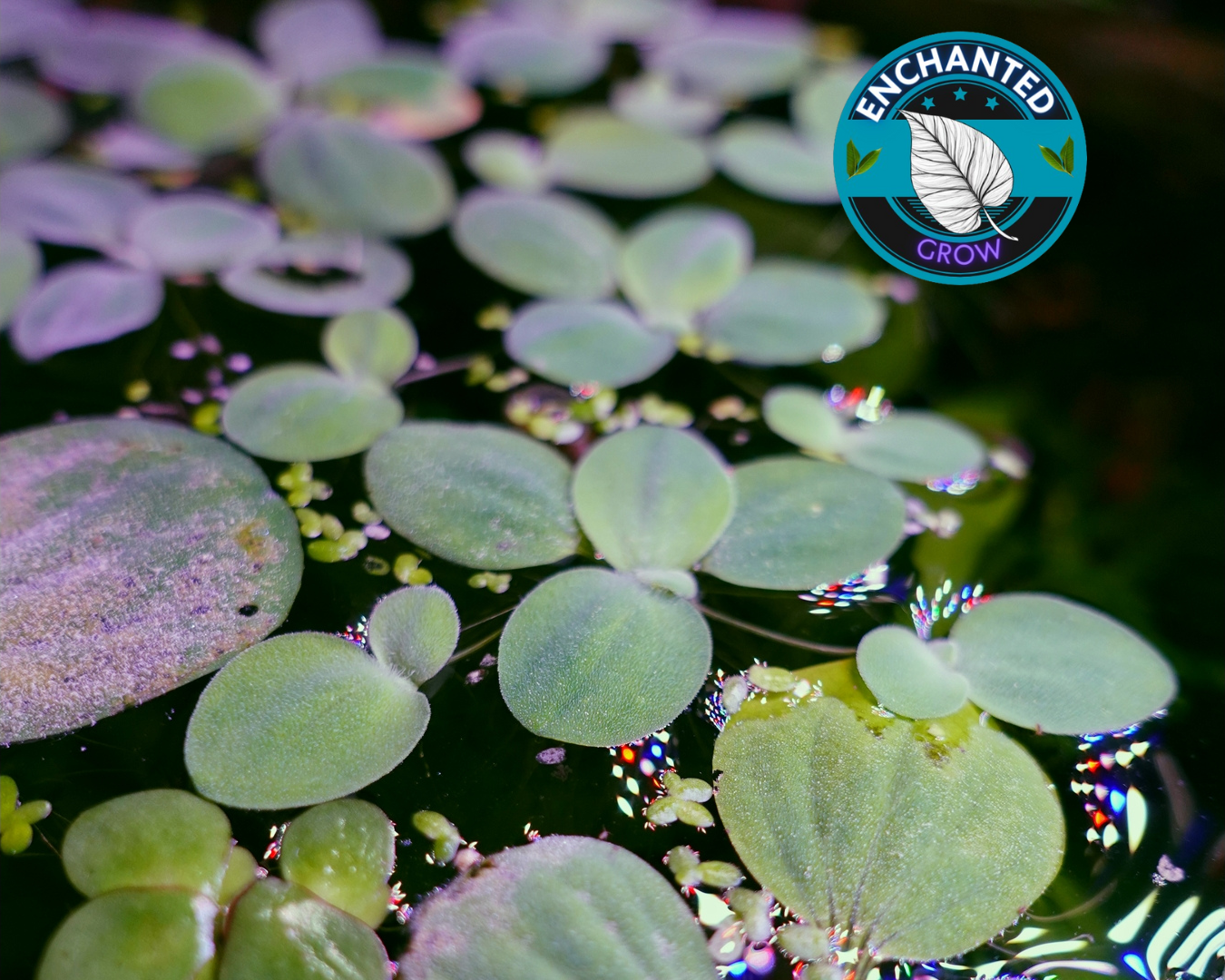 Dwarf Water Lettuce