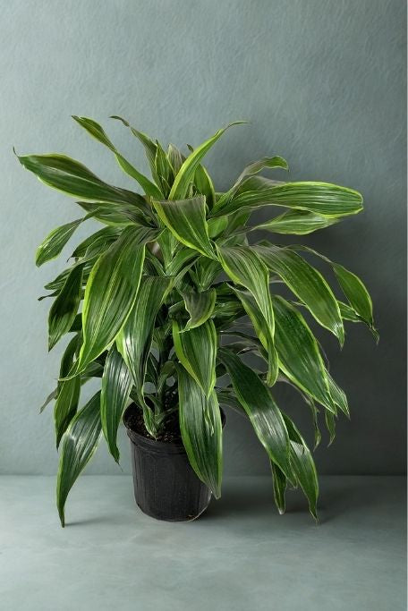 8" Dracaena – Assorted Decorative Foliage Houseplants