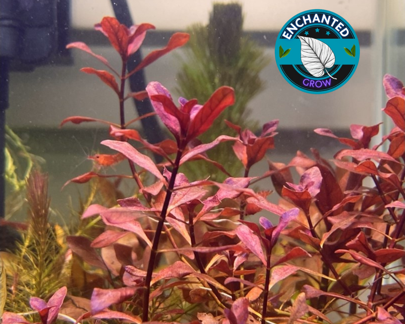 LUDWIGIA NATANS SUPER RED