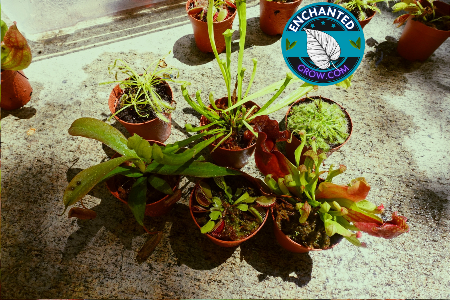 6 Random Carnivorous Plants Collection Package Deal