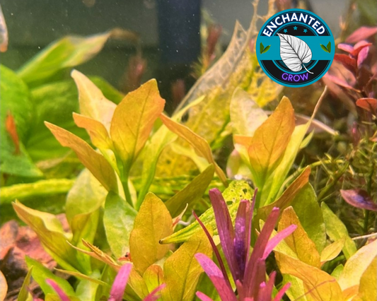 Ludwigia Palustris Gold/Green