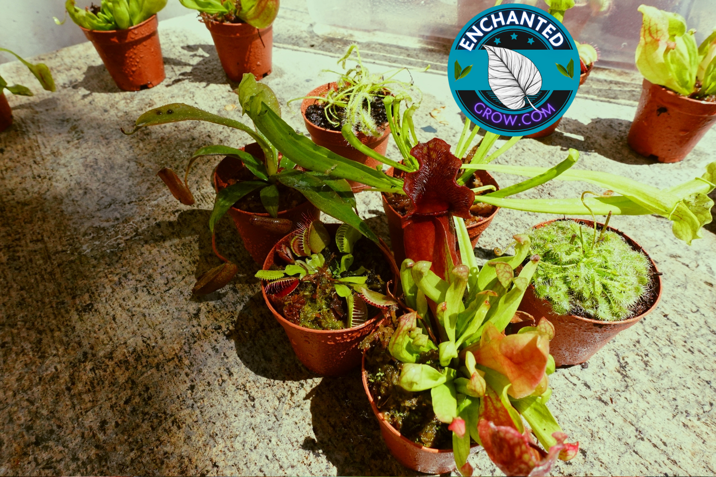 6 Random Carnivorous Plants Collection Package Deal