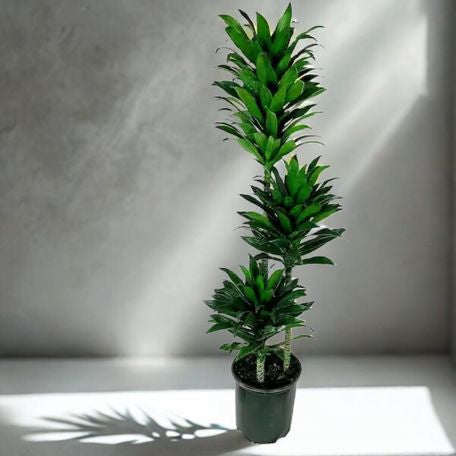 10" Dracaena Janet Craig – Classic Low-Maintenance Houseplant