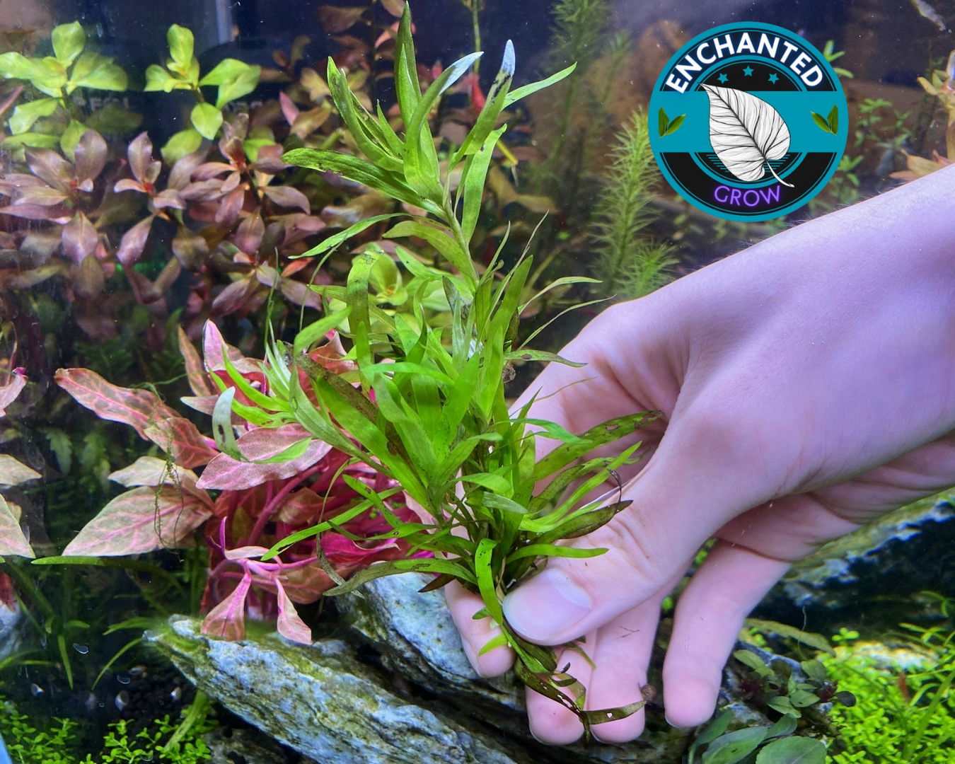 Water Stargrass Heteranthera dubia