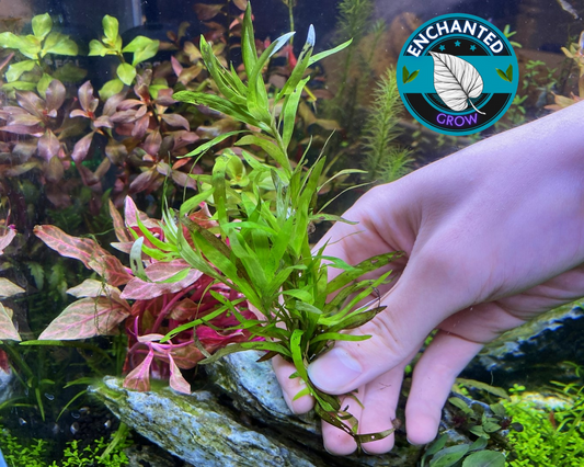 Water Stargrass Heteranthera dubia