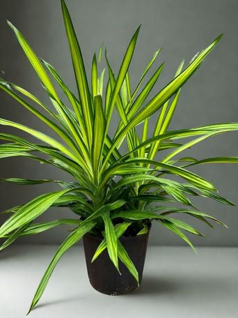 10" Dracaena Tips – 3 PPP (Triple Cane) Foliage Houseplant