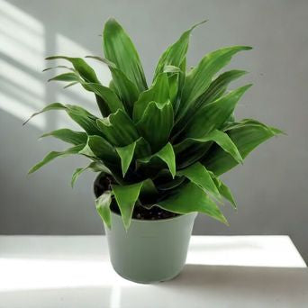 4" Dracaena – Assorted Decorative Foliage Houseplants