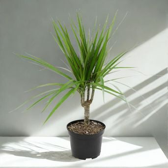 6" Dracaena – Assorted Decorative Foliage Houseplants