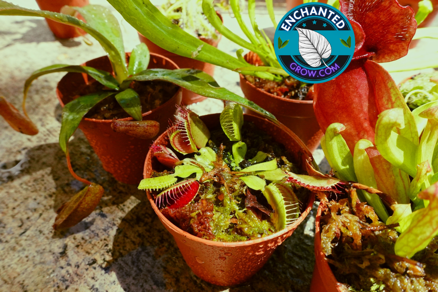 2″ Dionaea Muscipula ‘Venus flytrap’ Carnivorous Plant (Common Venus FlyTrap)