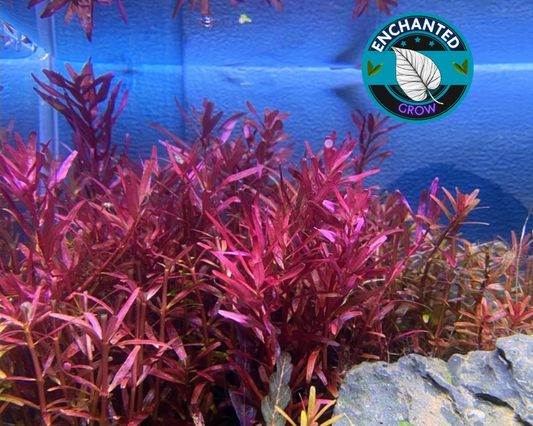 Rotala Narrow Leaf Sp. Red