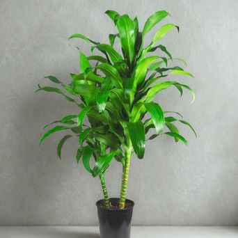 2 Gallon Dracaena Michiko CB – 3 ft, 3 PPP (Triple Cane) Foliage Plant