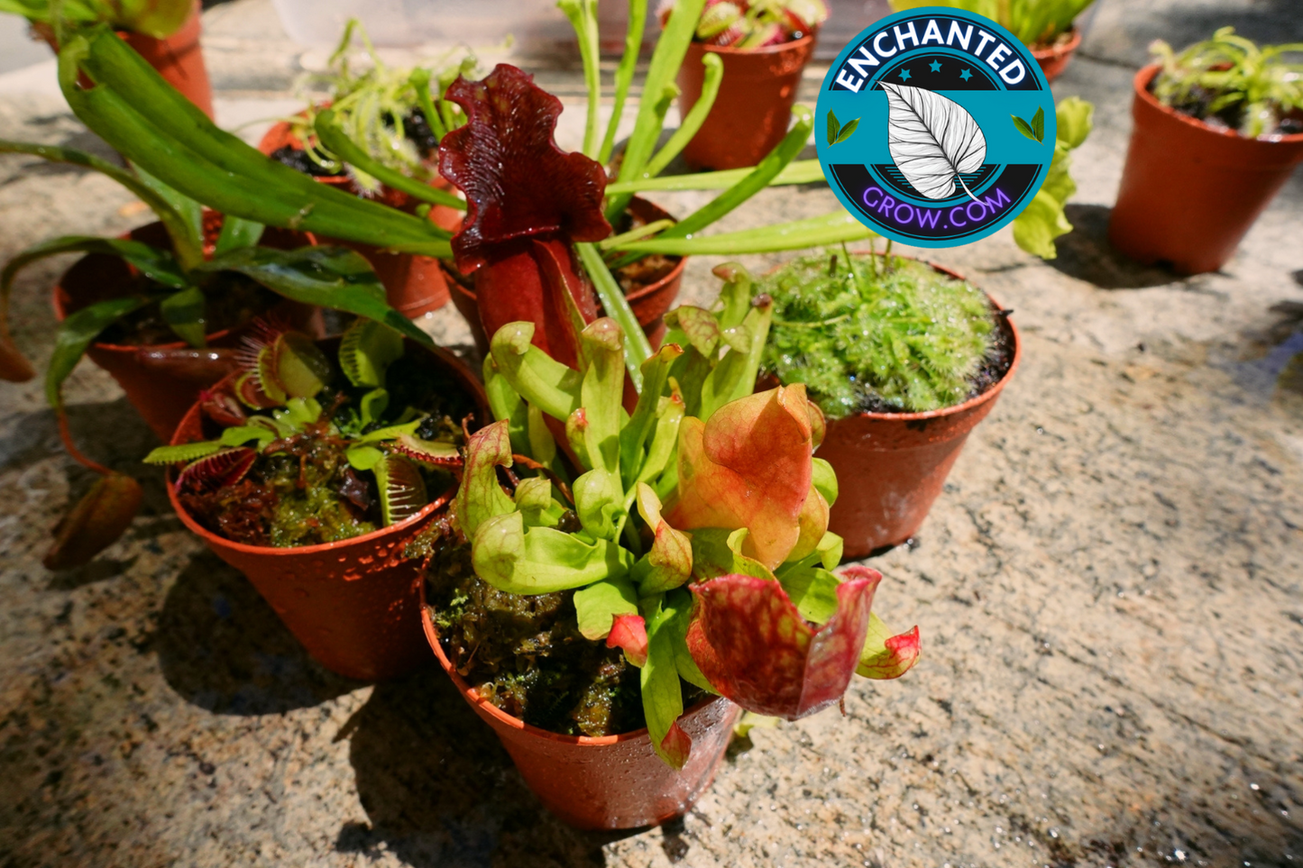 6 Random Carnivorous Plants Collection Package Deal