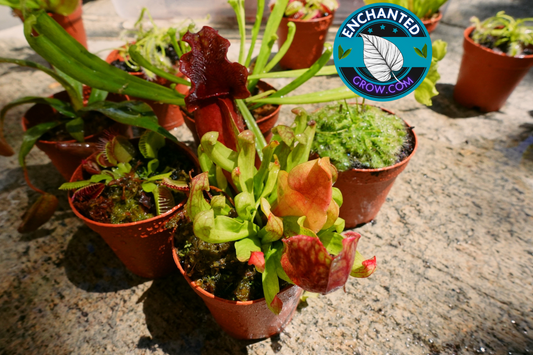 6 Random Carnivorous Plants Collection Package Deal