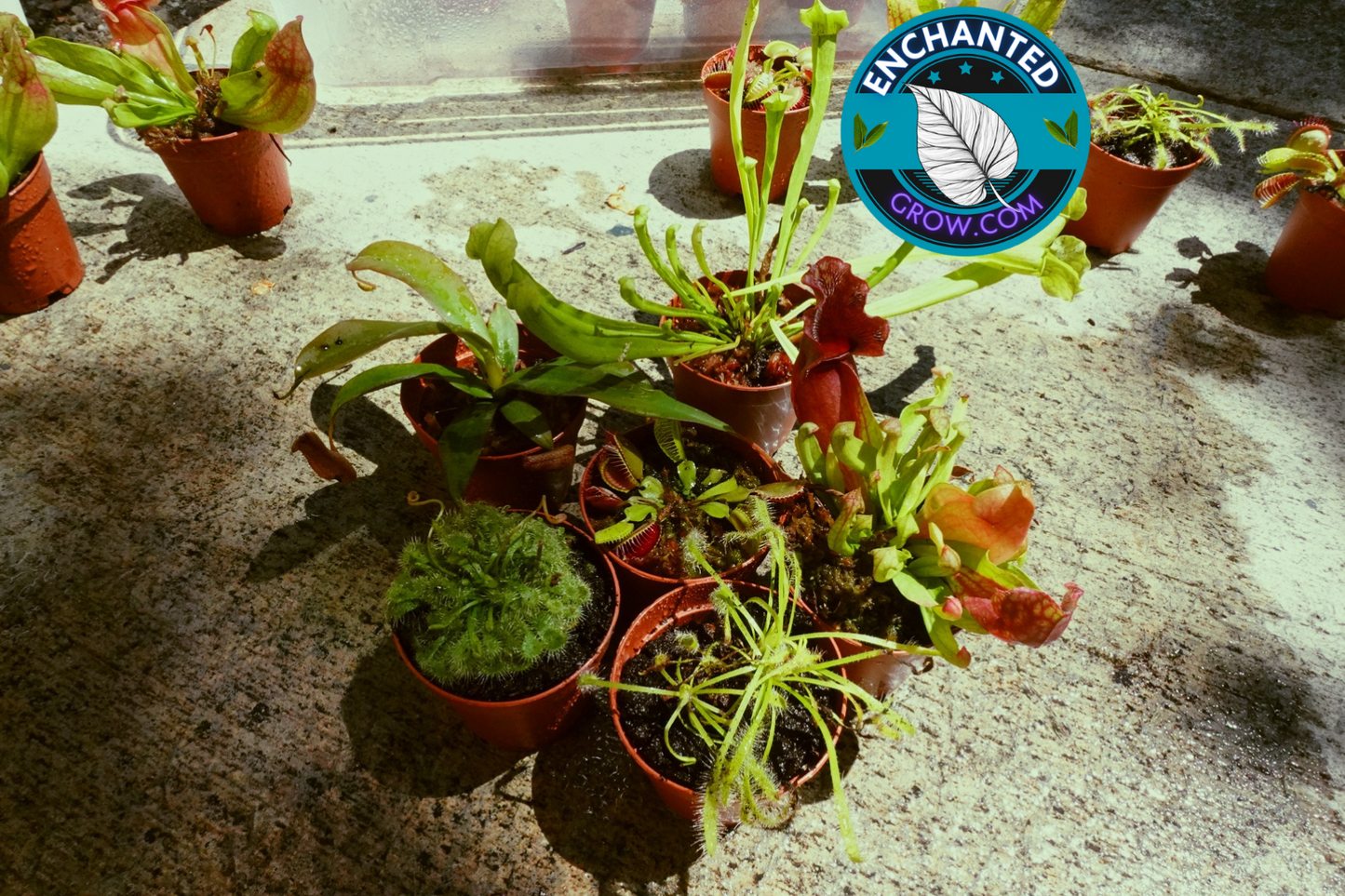 6 Random Carnivorous Plants Collection Package Deal