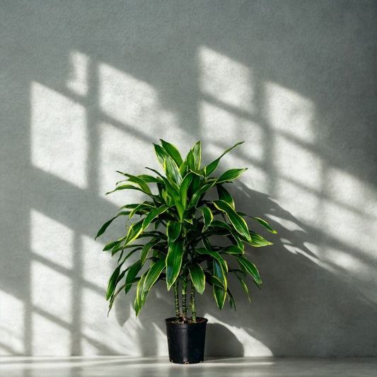 2 Gal Dracaena ‘Pele’ Tips – 3PP
