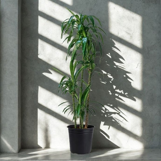 3 Gal Dracaena ‘Lisa’ C/B – 5 Ft – 4PPP