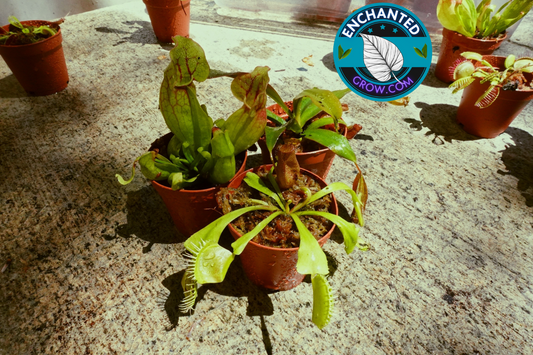 3 Random Carnivorous Plants Collection Package Deal