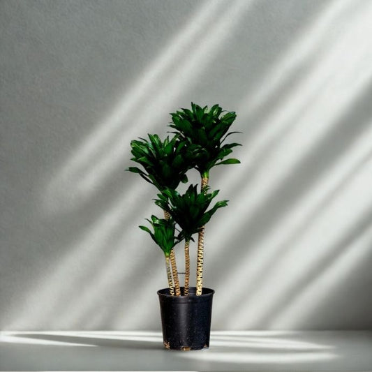 2 Gal Dracaena ‘Janet Craig Compacta’