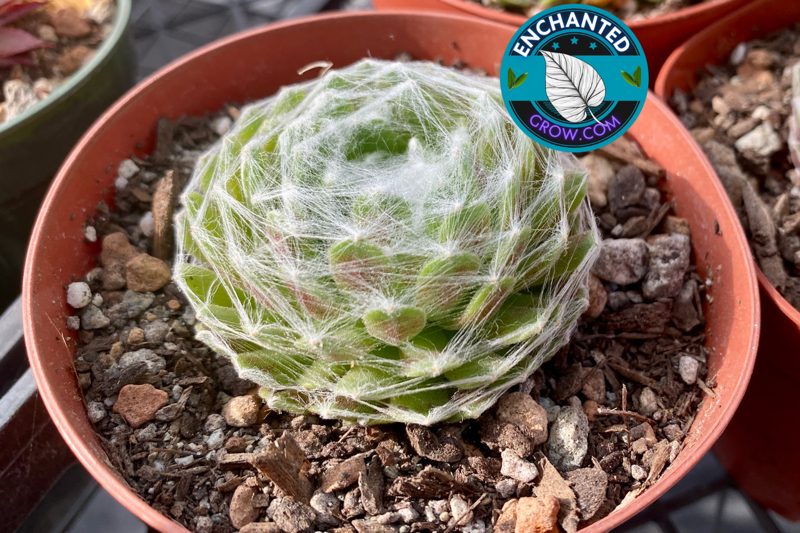 powder puff succulent plant Powder Puff Cactus (Mammillaria bocasana) – Soft-Spined Desert Beauty – Enchanted Grow